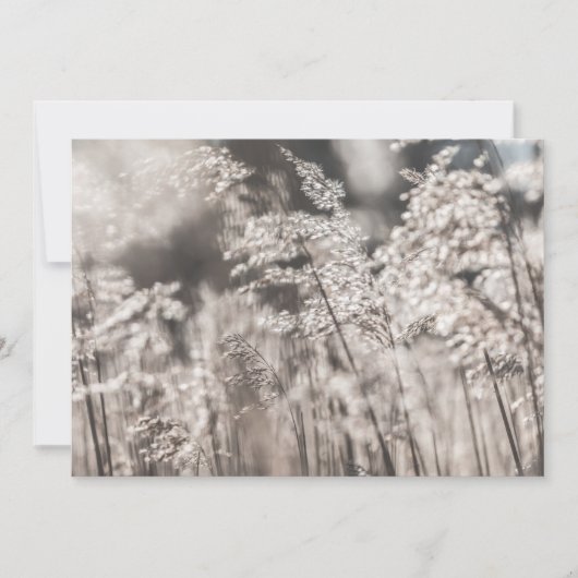 Reed Nature Foto Card (Vorderseite)