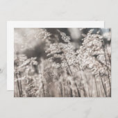 Reed Nature Foto Card (Vorne/Hinten)