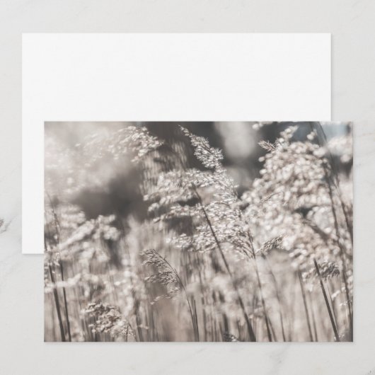Reed Nature Foto Card (Vorne/Hinten)