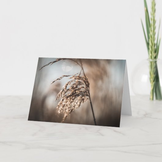 Reed Nature Foto Karte (Vorderseite)
