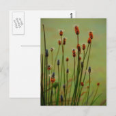 Reed Postkarte (Vorne/Hinten)