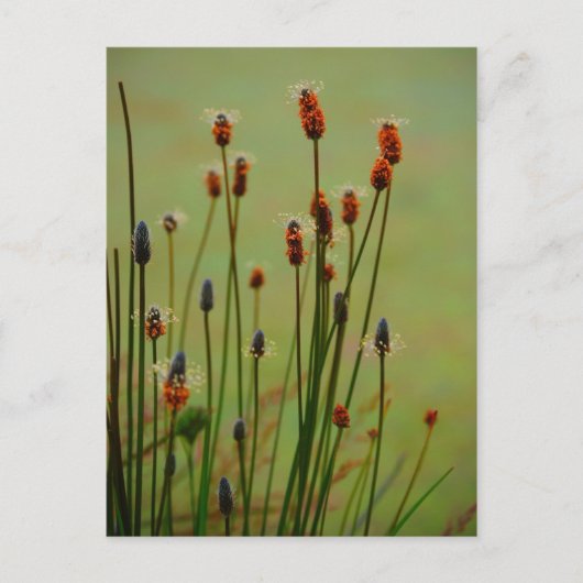Reed Postkarte (Vorderseite)