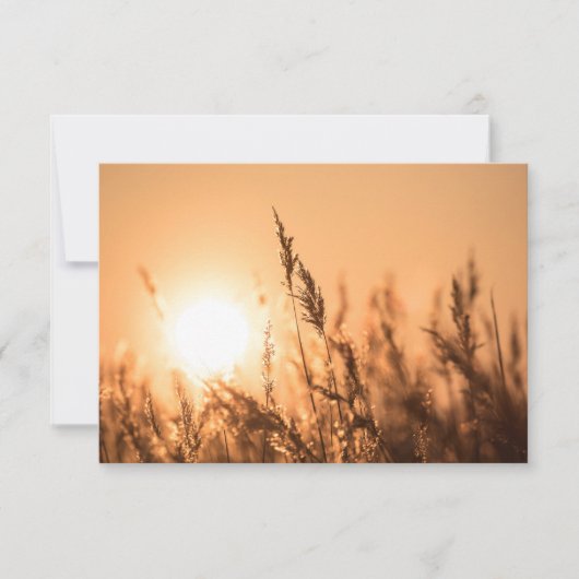 Reed Sunset Nature Foto Card (Vorderseite)