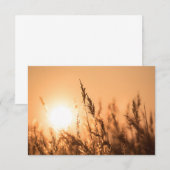 Reed Sunset Nature Foto Card (Vorne/Hinten)
