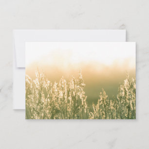 Reed Sunset Nature Foto Card