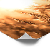 Reed Sunset Nature Foto Poster (Ecke)