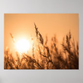 Reed Sunset Nature Foto Poster (Vorne)