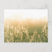 Reed Sunset Nature Foto Postkarte (Vorderseite)