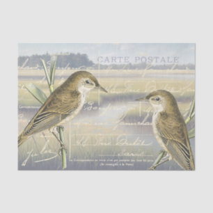 Reed Warbler Bird Marsh Französisch Script Decoupa Seidenpapier