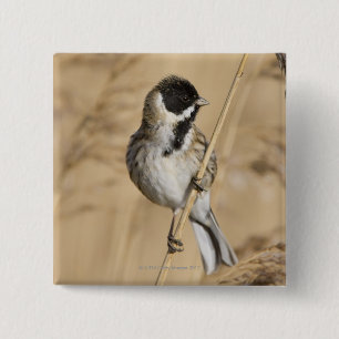 Reedflagge (Emberiza schoeniclus) hockte herein Button