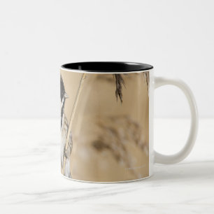 Reedflagge (Emberiza schoeniclus) hockte herein Zweifarbige Tasse