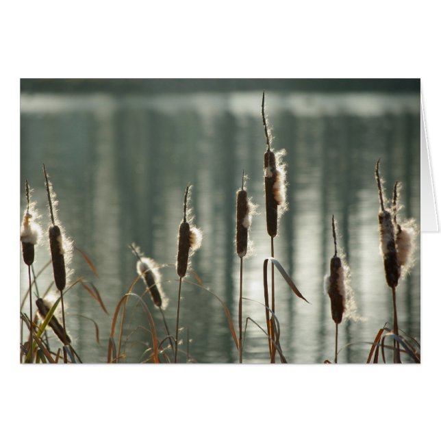 Reedmaces Card (Vorderseite (Horizontal))