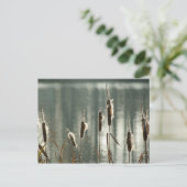 Reedmaces Postcard Postkarte (Stehend Vorderseite)