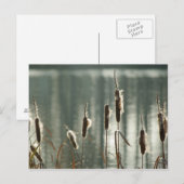 Reedmaces Postcard Postkarte (Vorne/Hinten)