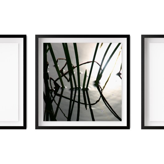 Reeds Reflection Zen Fotografie Poster
