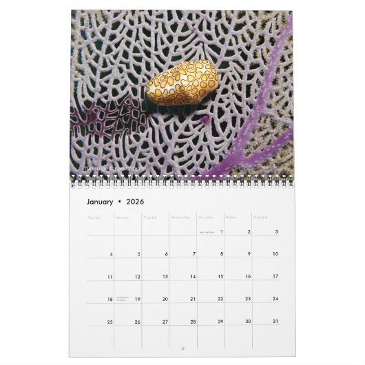 Reef Critters Wall Calendar von J.W. Vater. Kalender (Jan 2026)