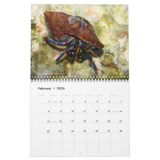 Reef Critters Wall Calendar von J.W. Vater. Kalender (Feb 2026)