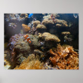 Reef Fish - Clownfish Poster (Vorne)