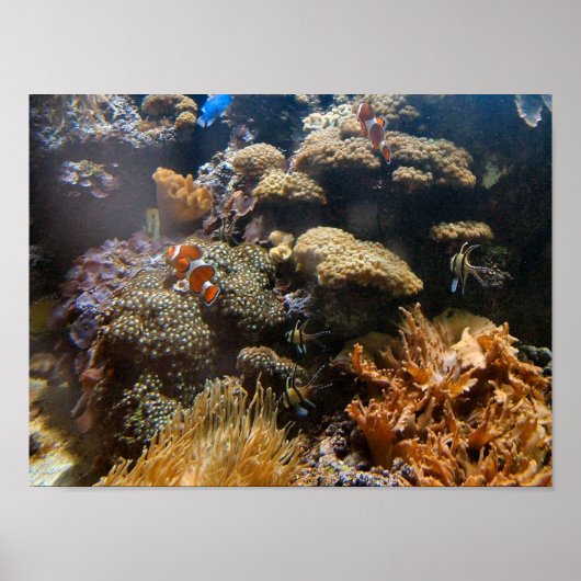 Reef Fish - Clownfish Poster (Vorne)