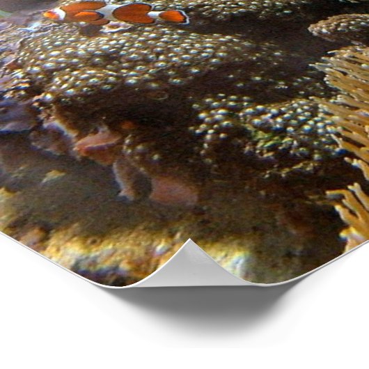 Reef Fish - Clownfish Poster (Ecke)