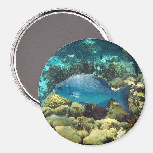 Reef Fish Magnet (Vorderseite/Rückseite)
