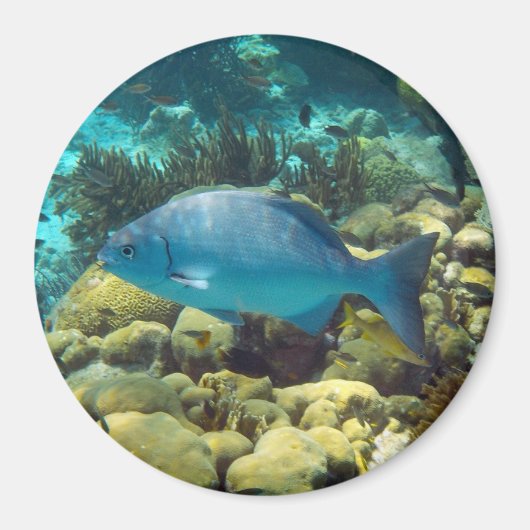 Reef Fish Magnet (Vorne)