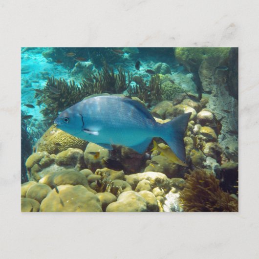 Reef Fish Postkarte (Vorderseite)
