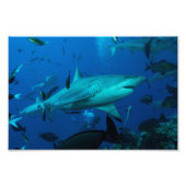 Reef Shark Foto Print (Vorne)