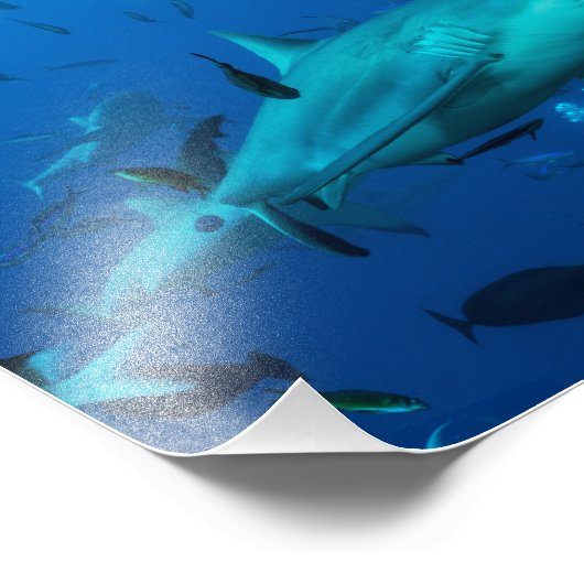 Reef Shark Foto Print (Ecke)