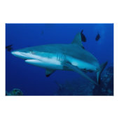 Reef Shark Foto Print (Vorne)