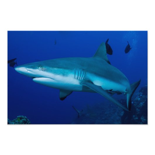 Reef Shark Foto Print (Vorne)