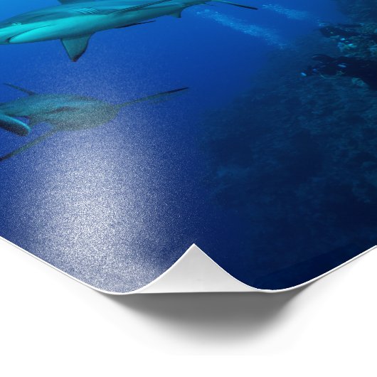 Reef Shark Foto Print (Ecke)