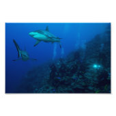 Reef Shark Foto Print (Vorne)