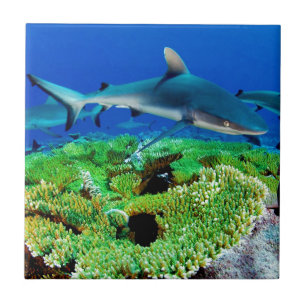 Reef Shark Fotos Fliese