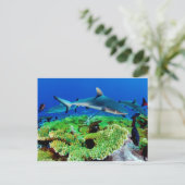 Reef Shark Fotos Postkarte (Stehend Vorderseite)