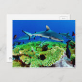 Reef Shark Fotos Postkarte (Vorne/Hinten)