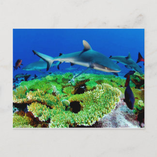 Reef Shark Fotos Postkarte