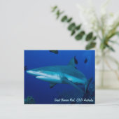 Reef Shark Postcard Postkarte (Stehend Vorderseite)