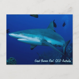 Reef Shark Postcard Postkarte