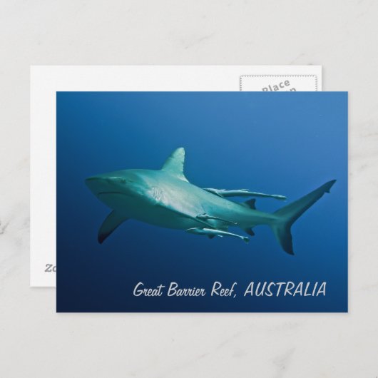 Reef Shark Postcard Postkarte (Vorne/Hinten)