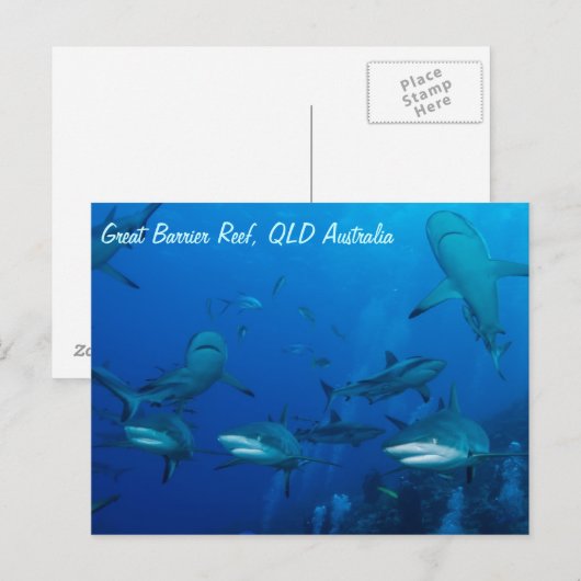 Reef Shark Postcard Postkarte (Vorne/Hinten)