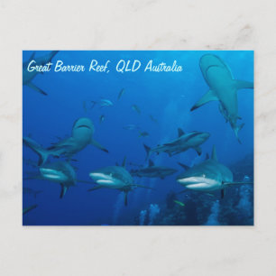 Reef Shark Postcard Postkarte