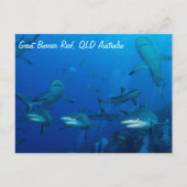 Reef Shark Postcard Postkarte (Vorderseite)