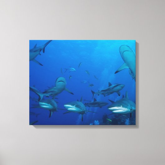 Reef Shark Wrapped Canvas Leinwanddruck (Vorderseite)