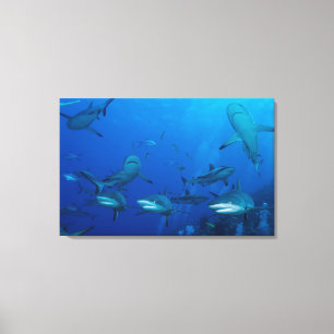 Reef Shark Wrapped Canvas Leinwanddruck