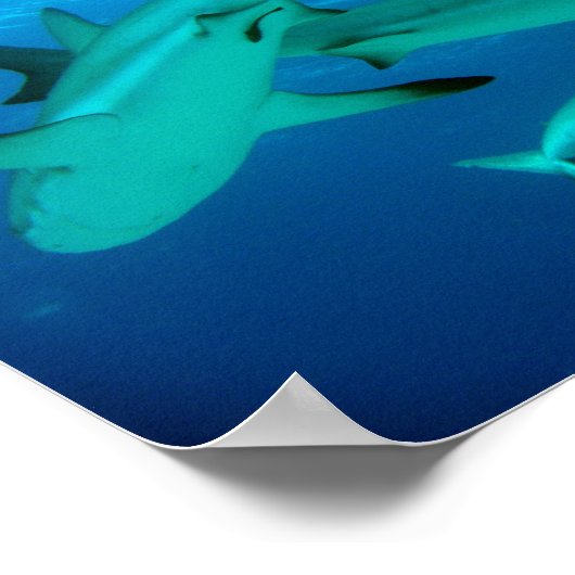 Reef Sharks Poster (Ecke)