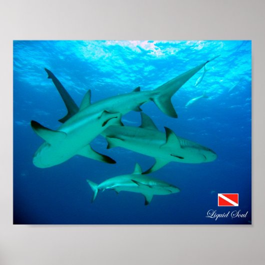 Reef Sharks Poster (Vorne)