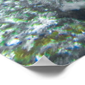 Reef Tintenfisch Poster (Ecke)