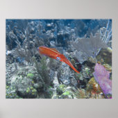 Reef Tintenfisch Poster (Vorne)