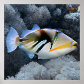 Reef Triggerfish Poster (Vorne)